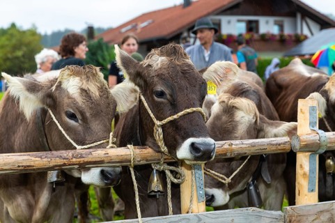 Alpine cattle on the Scheidwiese