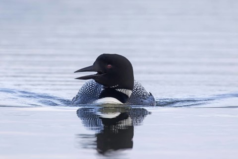 Common loon