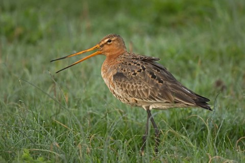 Black-tailed godwit