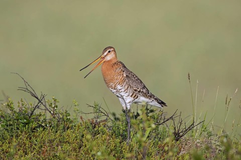 Black-tailed godwit
