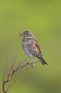 Redwing