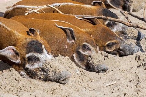 Close up of red river hogs