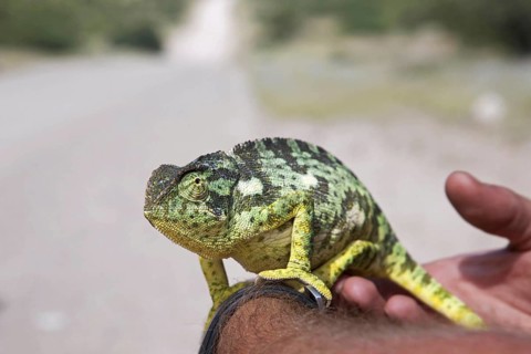 Flap-necked Chameleon
