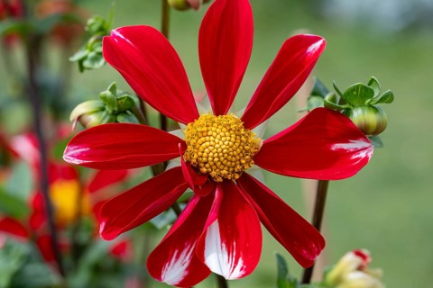 Single flowering dahlia