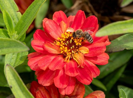 Bee