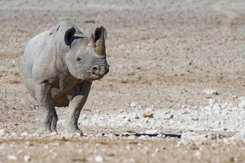 Black rhinoceros
