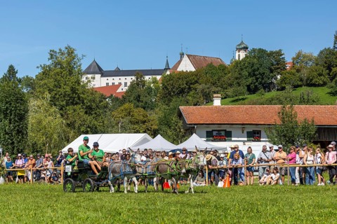 Donkey carriage driving through course