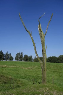 Danger tree