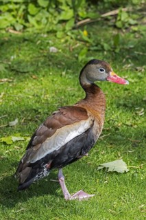 Black-bellied whistling duck