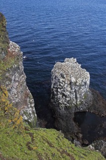 Northern gannets