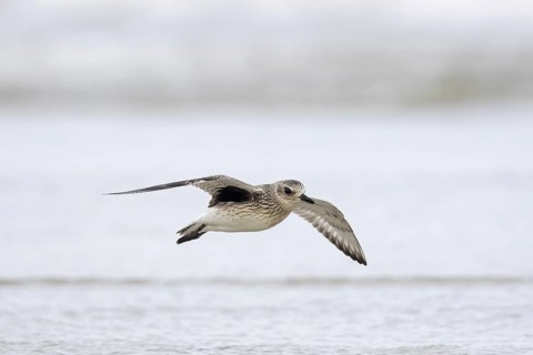 Grey plover