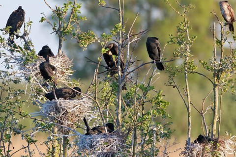 Great cormorant