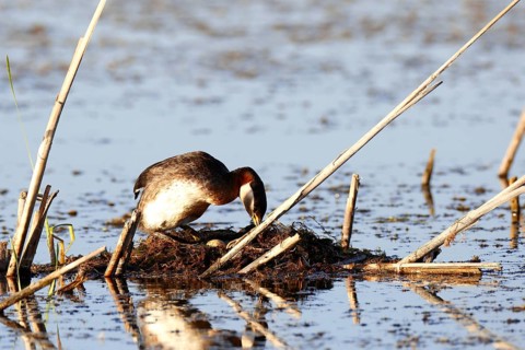 Red-necked grebe