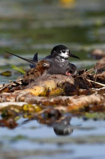 Black Tern