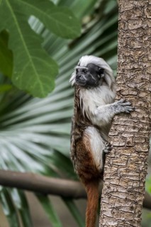 Cotton-top tamarin