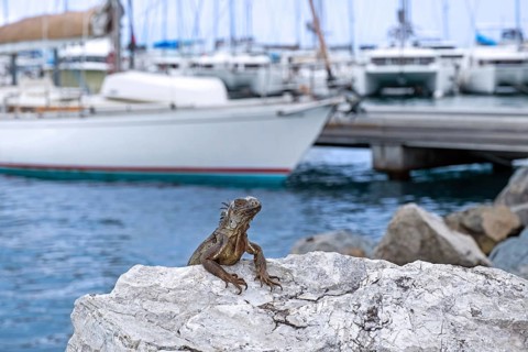 Common green iguana