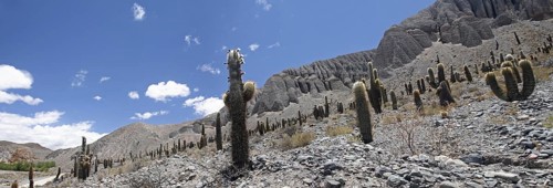 Argentine Giant Cereus