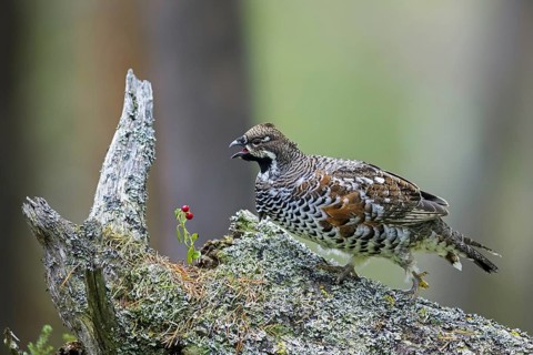 Hazel grouse