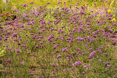 Argentine verbena