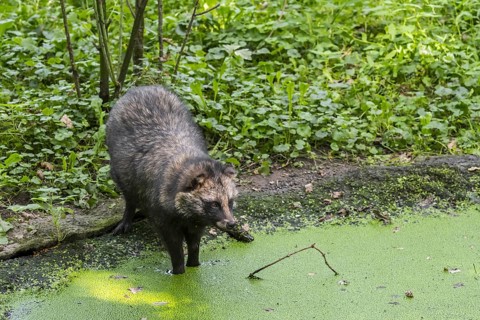 Raccoon dog