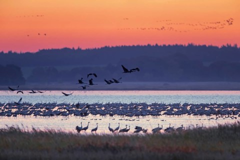 Flock of common cranes