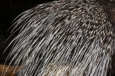 Close-up of rump with multiple layers of keratin