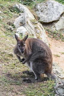 Red-necked wallaby