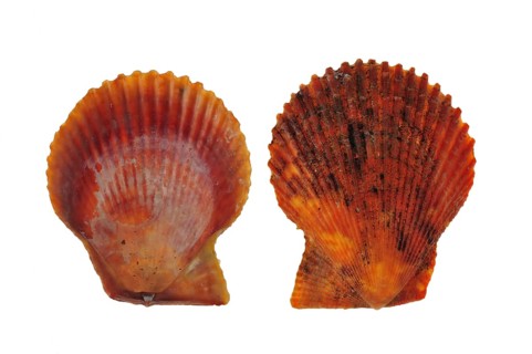 Two red variegated scallop
