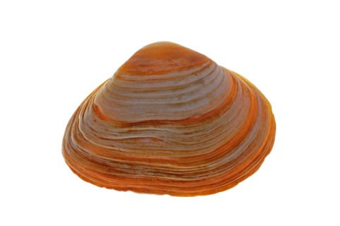 Cut trough shell