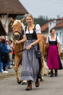 Shepherdess leading Haflinger horse