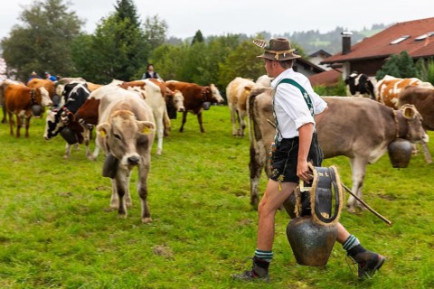 Alpine herdsman carrying cowbells