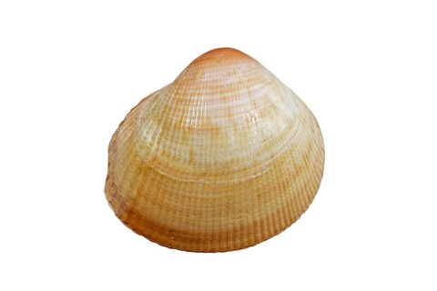 Fulvia boholensis