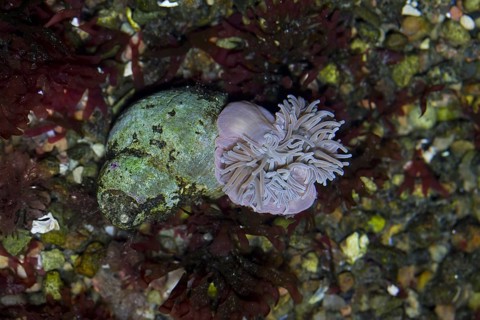 Beadlet anemone