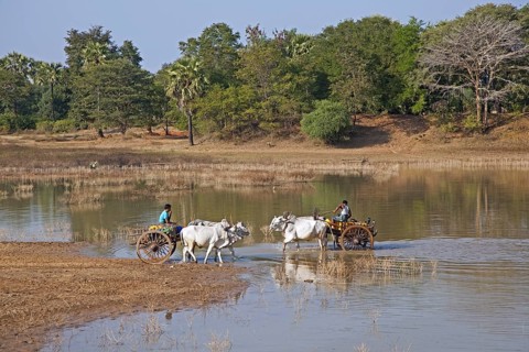 Wooden carts pulled by zebus