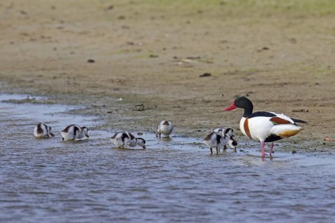 Common shelduck
