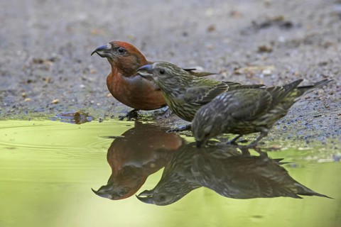 Red crossbill