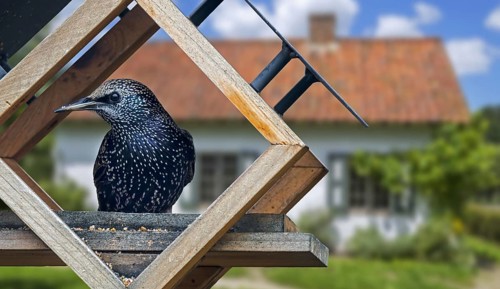 Common starling