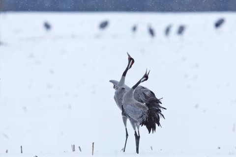 Crane