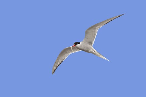 Arctic tern