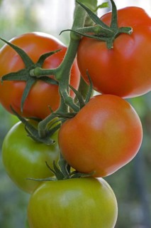 Red tomatoes