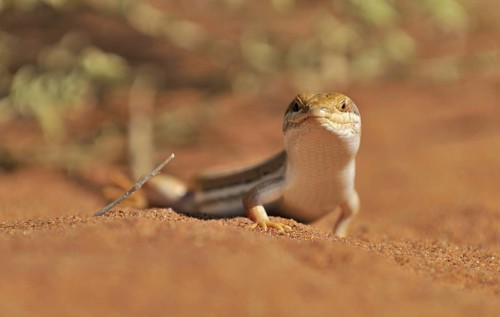 Desert sand lizard close-up