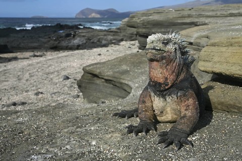 Marine iguana