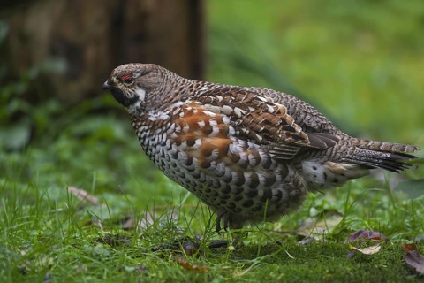 Hazel grouse