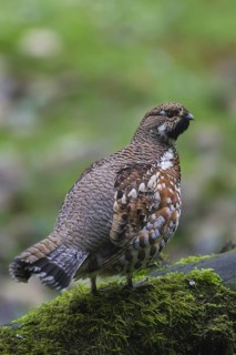 Hazel grouse