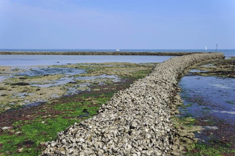 Fish lock