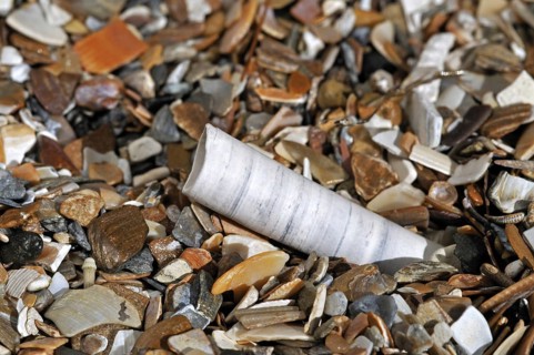 Elephant tooth shell