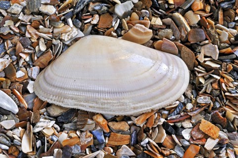Banded wedge shell