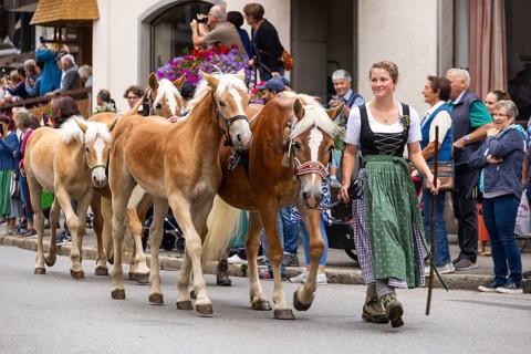 Alpine herdswoman leading group of Haflinger horse