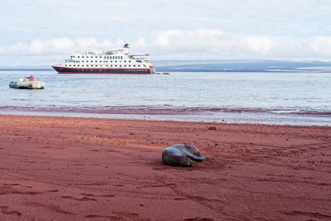 Galapagos sea lion