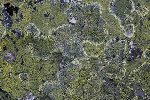 Map Lichen